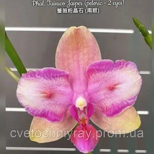 Орхідея Phal. Melody / Taisuco Jasper (Мелоді / Тайсуко Джаспер) &mdash; підліток 1,7" КВІТЕНЬ 0920 фото
