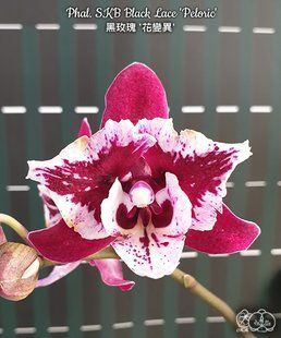 Орхідея Phal. SKB Black Lace, peloric (Блек Лейс)&mdash; підліток 2,5"  ЖОВТЕНЬ В13 фото