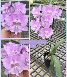Орхідея Phal. Miki Super Robin 'Pink' (Мікі Супер Робін Пінк) &mdash; підліток 2,5" ЧЕРВЕНЬ В фото