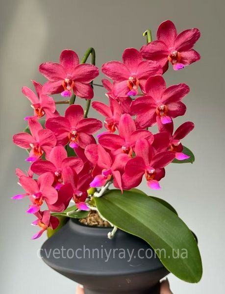Орхідея Phal. Buddha's Treasure \ Dream Girl, підліток 1,7 75449 фото