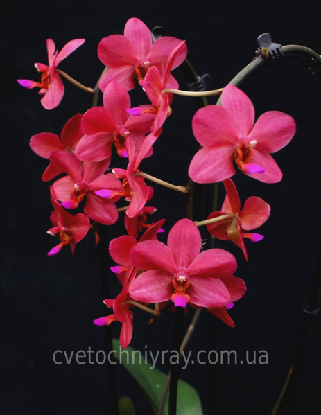 Орхідея Phal. Buddha's Treasure \ Dream Girl, підліток 1,7 75449 фото