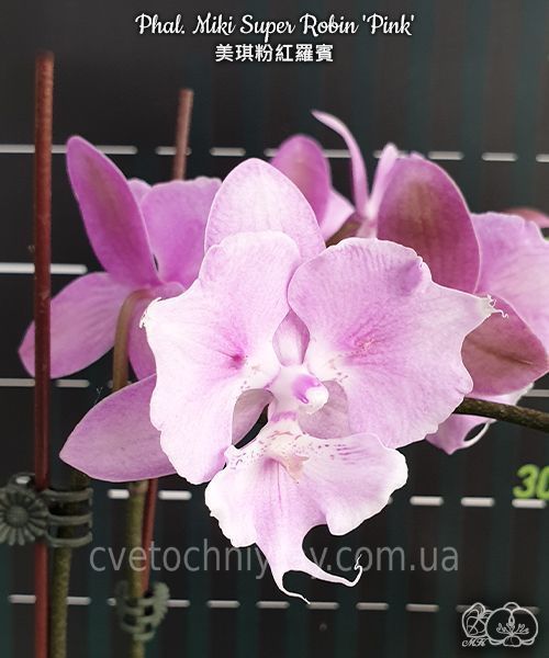 Орхідея Phal. Miki Super Robin 'Pink' (Мікі Супер Робін Пінк) &mdash; підліток 2,5" ЧЕРВЕНЬ В фото