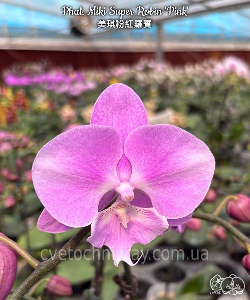 Орхідея Phal. Miki Super Robin 'Pink' (Мікі Супер Робін Пінк) &mdash; підліток 2,5" ЧЕРВЕНЬ В фото