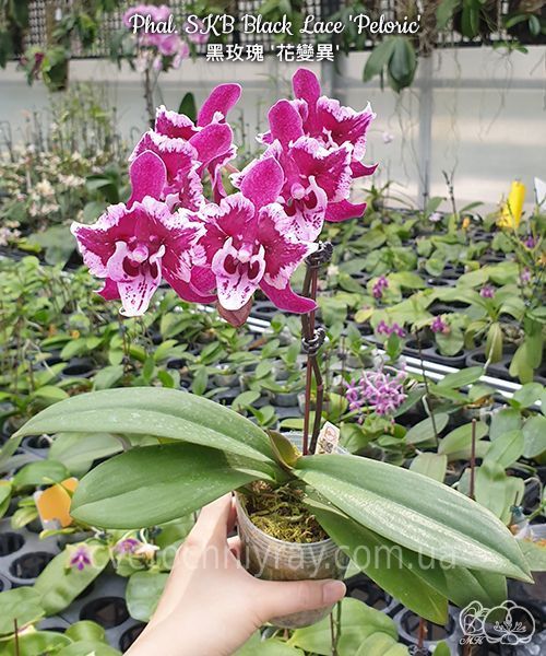 Орхідея Phal. SKB Black Lace, peloric (Блек Лейс)&mdash; підліток 2,5"  ЖОВТЕНЬ В13 фото