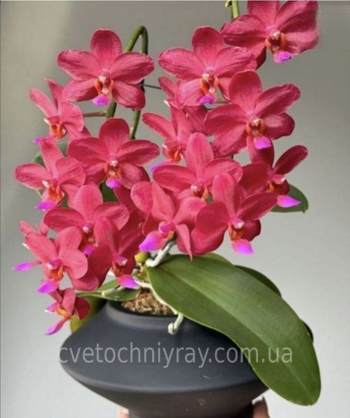 Орхідея Phal. Buddha's Treasure \ Dream Girl, підліток 1,7 75449 фото