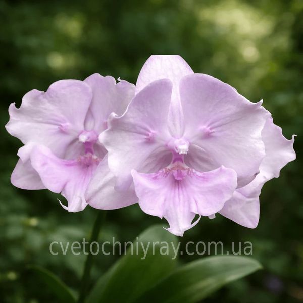 Орхідея Phal. Miki Super Robin 'Pink' (Мікі Супер Робін Пінк) &mdash; підліток 2,5" ЧЕРВЕНЬ В фото