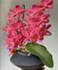 Орхідея Phal. Buddha's Treasure \ Dream Girl, підліток 1,7 75449 фото 4