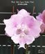Орхідея Phal. Miki Super Robin 'Pink' (Мікі Супер Робін Пінк) &mdash; підліток 2,5" ЧЕРВЕНЬ В фото 2