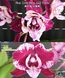 Орхідея Phal. SKB Black Lace, peloric (Блек Лейс)&mdash; підліток 2,5"  ЖОВТЕНЬ В13 фото 4