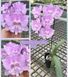 Орхідея Phal. Miki Super Robin 'Pink' (Мікі Супер Робін Пінк) &mdash; підліток 2,5" ЧЕРВЕНЬ В фото 1