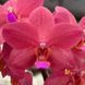 Орхідея Phal. Buddha's Treasure \ Dream Girl, підліток 1,7 75449 фото 3