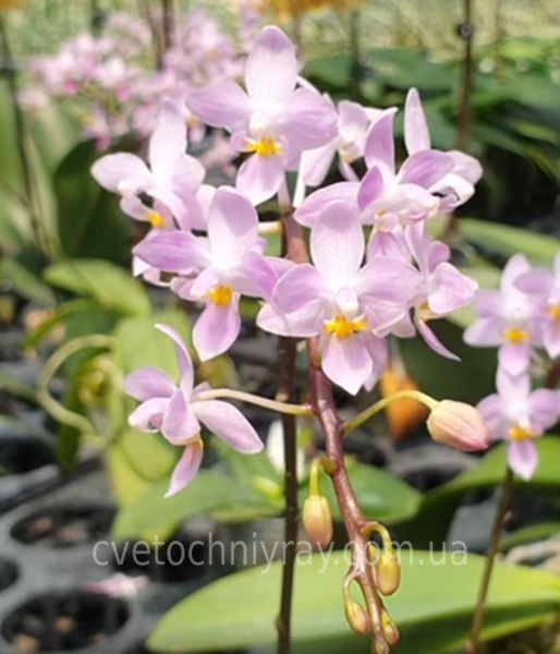 Орхідея Phal. equestris 'Mauve' &times; sib (Еквестріс Мов) &mdash; підліток 2,5" ЧЕРВЕНЬ В66 фото