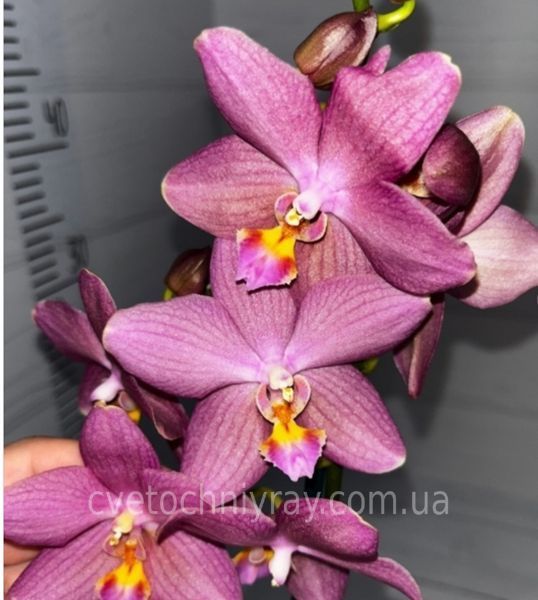 Орхідея Phal. Sunny 3303 &times; Stuartiana Yellow (Санні 3303 х Стюартіана Єллоу), підліток 2,5,  ароматна ВЕРЕСЕНЬ 75205 фото