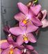 Орхідея Phal. Sunny 3303 &times; Stuartiana Yellow (Санні 3303 х Стюартіана Єллоу), підліток 2,5,  ароматна ВЕРЕСЕНЬ 75205 фото 3