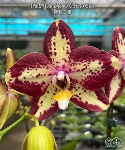 Орхідея Phal. Younghome Victory Star (Янгхоум Вікторі Стар) &mdash; підліток 2,5" ЧЕРВЕНЬ В69 фото