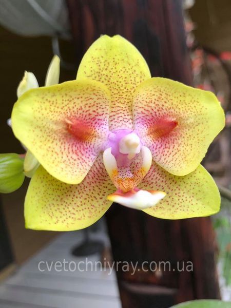 Орхідея Phal. Yaphon Green Batman (Яфон Грін Бетмен) &mdash; підліток 2,5", квіти 6 см ЧЕРВЕНЬ В16 фото