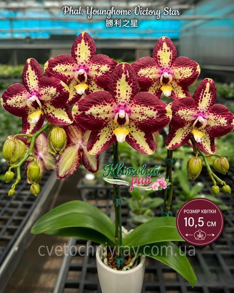 Орхідея Phal. Younghome Victory Star (Янгхоум Вікторі Стар) &mdash; підліток 2,5" ЧЕРВЕНЬ В69 фото