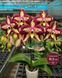 Орхідея Phal. Younghome Victory Star (Янгхоум Вікторі Стар) &mdash; підліток 2,5" ЧЕРВЕНЬ В69 фото 3