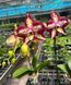 Орхідея Phal. Younghome Victory Star (Янгхоум Вікторі Стар) &mdash; підліток 2,5" ЧЕРВЕНЬ В69 фото 2