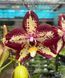 Орхідея Phal. Younghome Victory Star (Янгхоум Вікторі Стар) &mdash; підліток 2,5" ЧЕРВЕНЬ В69 фото 1