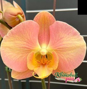 Орхідея Phal. Sunshine Honey Pomelo (Саншайн Хані Помело) &mdash; підліток 2,5", квіти 11 см ВЕРЕСЕНЬ 2046 фото