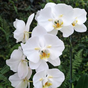 Орхідея Phal. Sogo Yukidian V3 (peloric 2 eyes) &mdash; підліток 1,7" (фаленопсис Сого Юкідіан, пелорик) 75425 фото