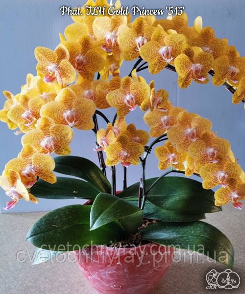 Орхідея Phal. TLH Gold Princess '515', підліток 2,5, квіти 8 см, ароматний БЕРЕЗЕНЬ В8 фото