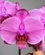 Орхідея Phal. Caramel Basque (Карамель Баск) &mdash; підліток 2,5", квіти 11,5 см ВЕРЕСЕНЬ 0281 фото 1