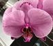 Орхідея Phal. Caramel Basque (Карамель Баск) &mdash; підліток 2,5", квіти 11,5 см ВЕРЕСЕНЬ 0281 фото 4
