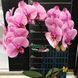 Орхідея Phal. Caramel Basque (Карамель Баск) &mdash; підліток 2,5", квіти 11,5 см ВЕРЕСЕНЬ 0281 фото 2