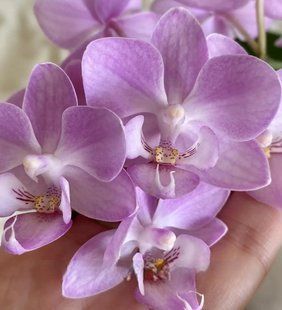 Орхідея Phal. Sogo Sakura (Сого Сакура) &mdash; підліток 1,7", multiflora ВЕРЕСЕНЬ 08155 фото
