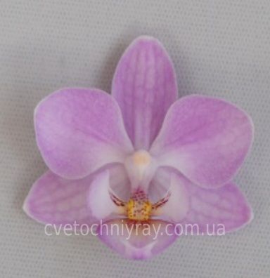 Орхідея Phal. Sogo Sakura (Сого Сакура) &mdash; підліток 1,7", multiflora ВЕРЕСЕНЬ 08155 фото