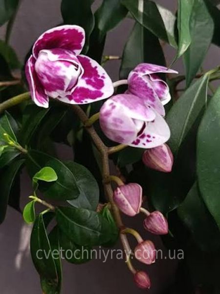 Орхідея Phal. Miki Pink Panther peloric - 3 lips (Мікі Пінк Пантер), підліток 2,5", квіти 7,5 см ЖОВТЕНЬ фото