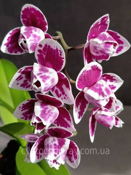 Орхідея Phal. Miki Pink Panther peloric - 3 lips (Мікі Пінк Пантер), підліток 2,5", квіти 7,5 см ЖОВТЕНЬ фото
