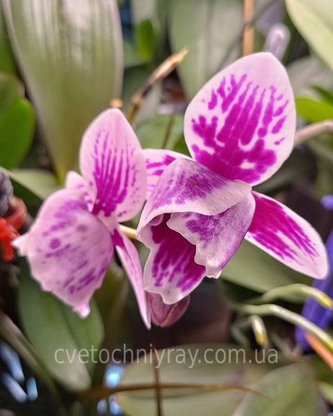 Орхідея Phal. Miki Pink Panther peloric - 3 lips (Мікі Пінк Пантер), підліток 2,5", квіти 7,5 см ЖОВТЕНЬ фото