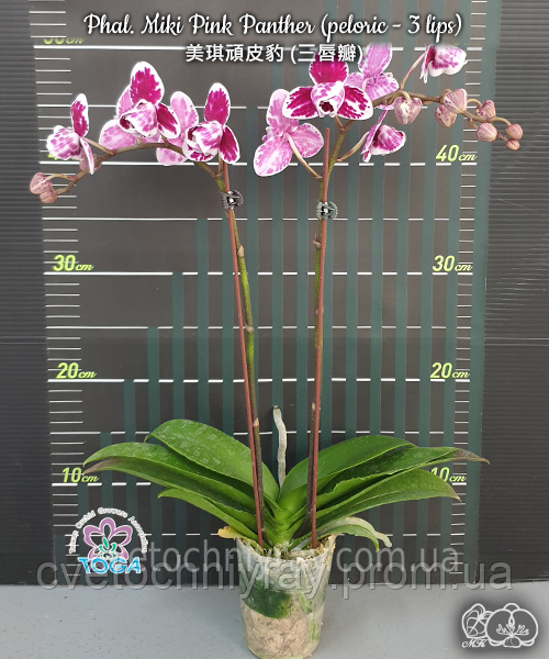 Орхідея Phal. Miki Pink Panther peloric - 3 lips (Мікі Пінк Пантер), підліток 2,5", квіти 7,5 см ЖОВТЕНЬ фото