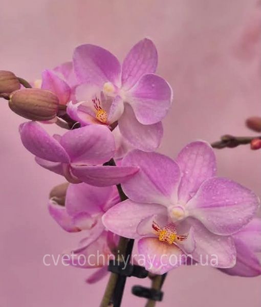Орхідея Phal. Sogo Sakura (Сого Сакура) &mdash; підліток 1,7", multiflora ВЕРЕСЕНЬ 08155 фото