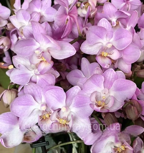 Орхідея Phal. Sogo Sakura (Сого Сакура) &mdash; підліток 1,7", multiflora ВЕРЕСЕНЬ 08155 фото
