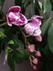 Орхідея Phal. Miki Pink Panther peloric - 3 lips (Мікі Пінк Пантер), підліток 2,5", квіти 7,5 см ЖОВТЕНЬ фото 3