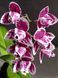 Орхідея Phal. Miki Pink Panther peloric - 3 lips (Мікі Пінк Пантер), підліток 2,5", квіти 7,5 см ЖОВТЕНЬ фото 2