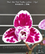 Орхідея Phal. Miki Pink Panther peloric - 3 lips (Мікі Пінк Пантер), підліток 2,5", квіти 7,5 см ЖОВТЕНЬ фото 7