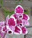Орхідея Phal. Miki Pink Panther peloric - 3 lips (Мікі Пінк Пантер), підліток 2,5", квіти 7,5 см ЖОВТЕНЬ фото 1