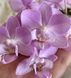 Орхідея Phal. Sogo Sakura (Сого Сакура) &mdash; підліток 1,7", multiflora ВЕРЕСЕНЬ 08155 фото 1