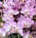 Орхідея Phal. Sogo Sakura (Сого Сакура) &mdash; підліток 1,7", multiflora ВЕРЕСЕНЬ 08155 фото 2