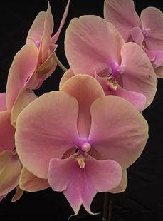 Орхідея Phal. Rainbow (Рейнбоу) &mdash; підліток 2,5", Big Lip, квіти 8,5 см ВЕРЕСЕНЬ 0616 фото