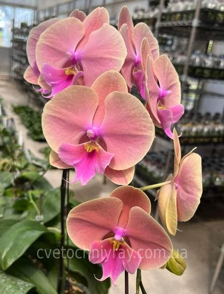 Орхідея Phal. Rainbow (Рейнбоу) &mdash; підліток 2,5", Big Lip, квіти 8,5 см ВЕРЕСЕНЬ 0616 фото