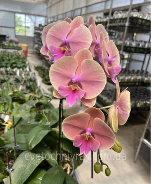 Орхідея Phal. Rainbow (Рейнбоу) &mdash; підліток 2,5", Big Lip, квіти 8,5 см ВЕРЕСЕНЬ 0616 фото