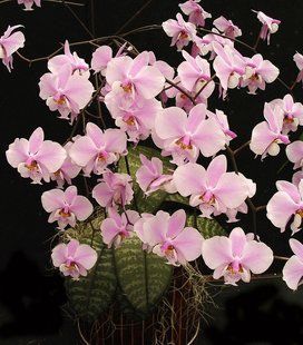 Орхідея Phal. Schilleriana &times; sib (Шиллеріана &times; sib) &mdash; підліток 2,5", ароматна ЧЕРВЕНЬ В25 фото
