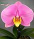 Орхідея Phal. 2073 Pink Velvet (наша назва) &mdash; підліток 1,7", квіти 10,2 см ВЕРЕСЕНЬ 2073 фото 1