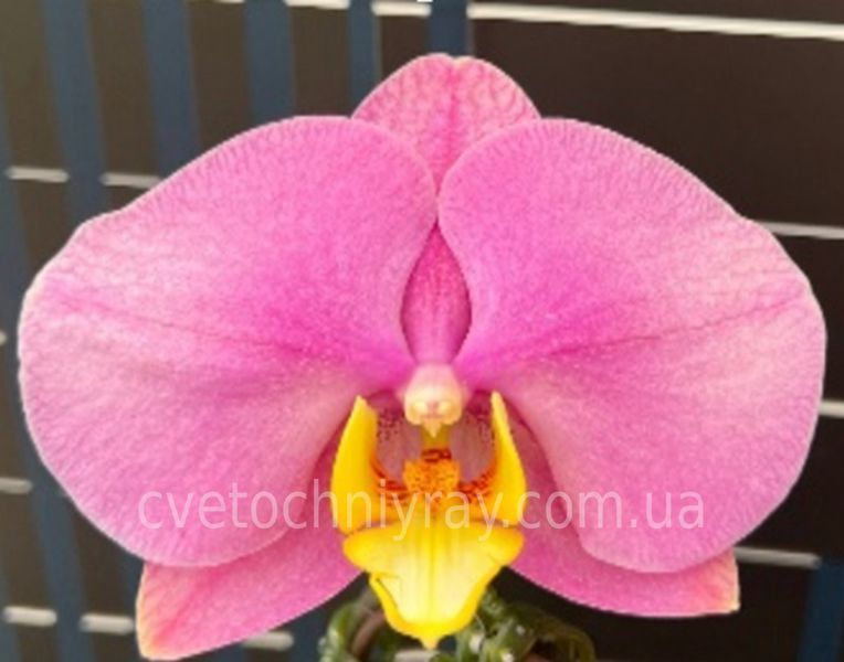 Орхідея Phal. 2073 Pink Velvet (наша назва) &mdash; підліток 1,7", квіти 10,2 см ВЕРЕСЕНЬ 2073 фото